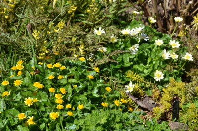 Ranunculus_ficaria-YokoSun-21-1.jpg
