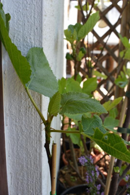 Campaniere 001.JPG