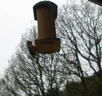 Haubenmeise_30.11.07.jpg