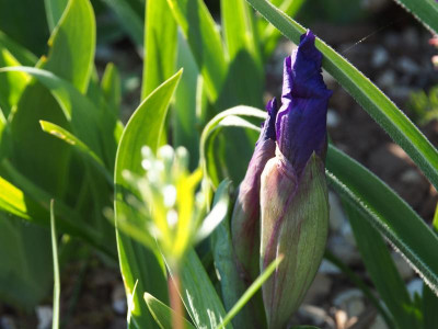 Iris aphylla mit diesen Knospen P4250426.JPG