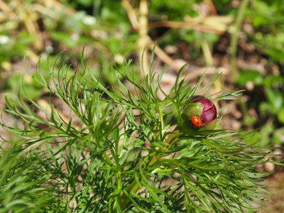 Paeonia tenuifolia mit Marienkäfer P4250409.JPG