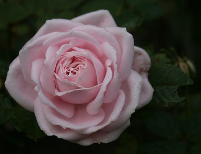 Perle-d-Amour-06-07.jpg