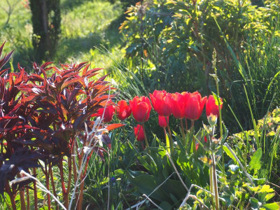 Tulipa Couleur Cardinal P4250421.JPG