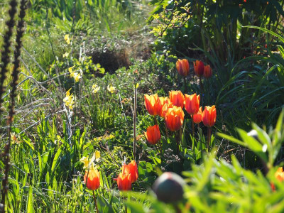 Tulipa Prinses Irene P4250424.JPG