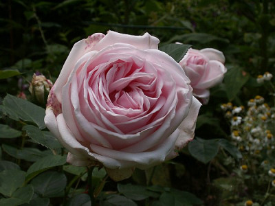 Perle-d-Amour-06-07-II.jpg
