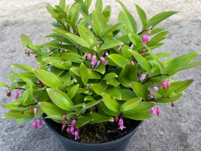 Polygonatum anomalum April 2021.jpg
