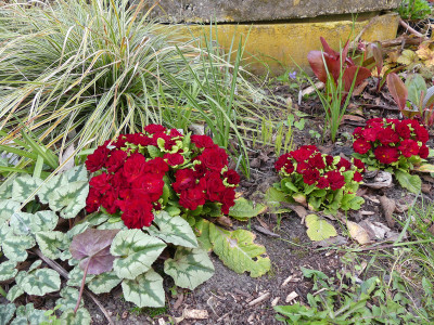 2021-04-25 Primula 'Belarina Valentine'.jpg
