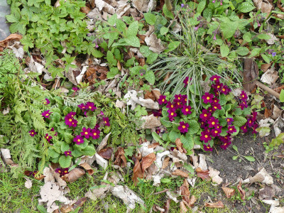 2021-04-24 Primula 'Frühlingsbote' 1.jpg