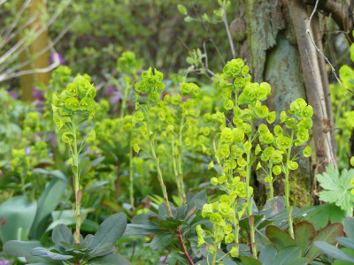 2021-04-25 Euphorbia amygdaloides var. robbiae 1.jpg