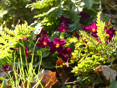 2021-04-20 Primula 'Frühlingsbote'.jpg