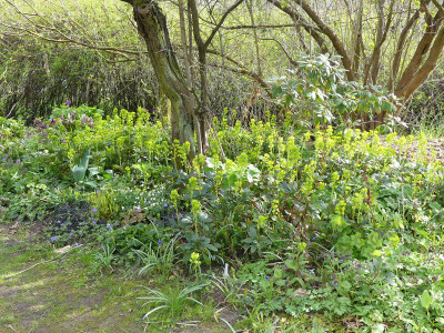 2021-04-25 Euphorbia amygdaloides var. robbiae 2.jpg