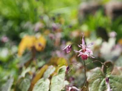 Epimedium Pink Elf P4250401.JPG