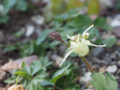 Epimedium koreanum P4250405.JPG
