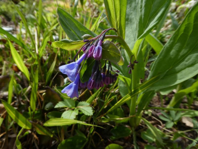 Mertensia virginica.JPG