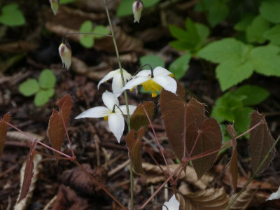 Epimedium 'Mandarin Star' 210425.JPG