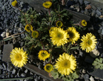 Erigeron aureum21.jpg