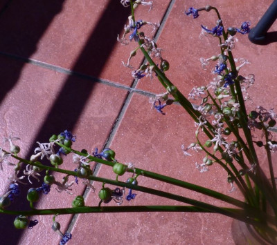 hyacinthus samenansatz.jpg