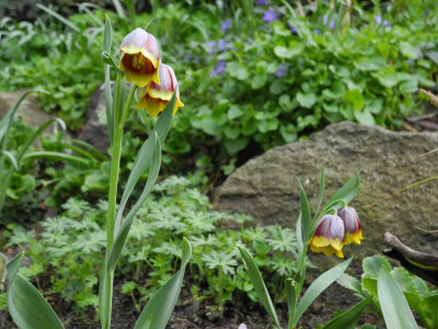 Fritillaria michailovskyi 2018-04-23.JPG