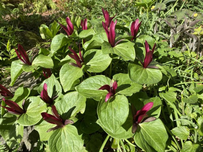 trillium-rot1.jpg