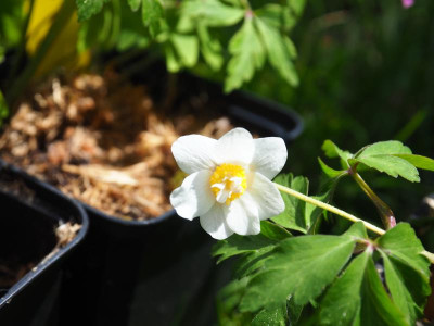 Anemone nemorosa White Cup Herrenkamp P4220357.JPG