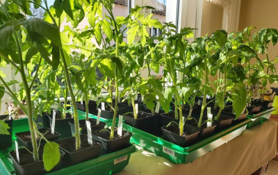Tomaten 2020-04-26.jpg
