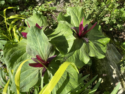 trillium-rot2.jpg
