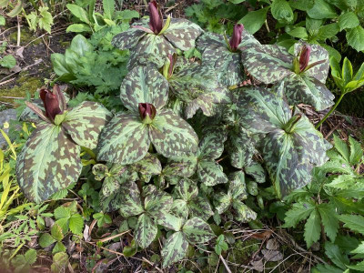 trillium-cuneatum-typ.jpeg