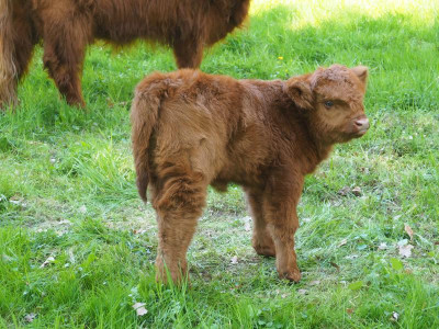 Bullenkälbchen steht P4250388.JPG