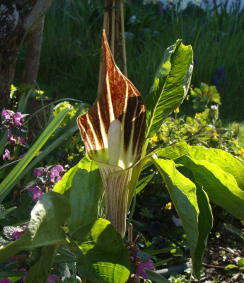 Arisaema dunkler korea-Typ21.jpg