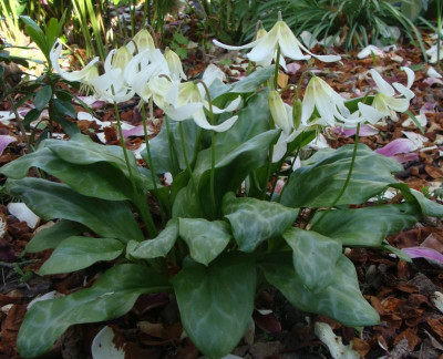 Erythronium spec21-5.jpg