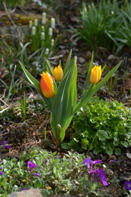 Tulipa_heweri.21-1.jpg