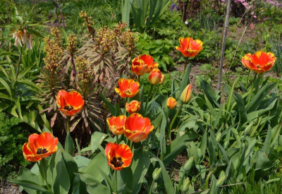 Tulipa-BanjaLuka.21-2.jpg