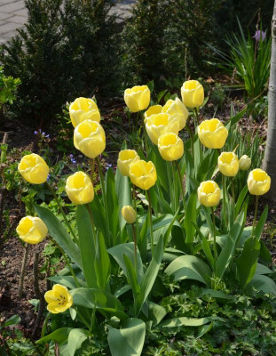 Tulipa-IvoryIloradale.21-1.jpg