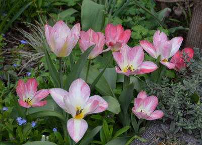 Tulipa-FlamingPurissima.21-1.jpg