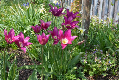 Tulipa-PurpleDream.21-1.jpg