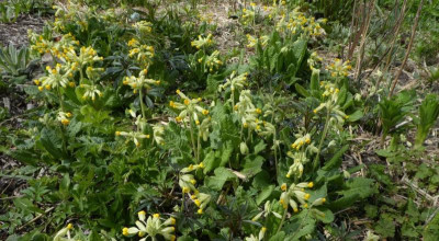 Primula veris 210426 k.jpg