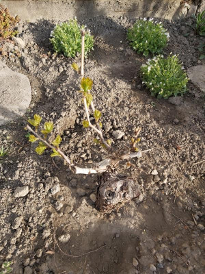 Weinrebe 2021-04-27.jpg