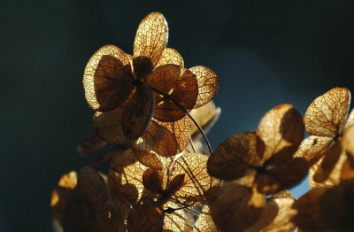 Hortensia_4_18-11-2007.jpg