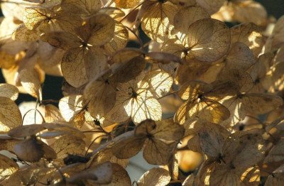 Hortensia_3_18-11-2007.jpg