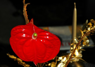 Anthurium_1_Dezember_01-12-2007.jpg