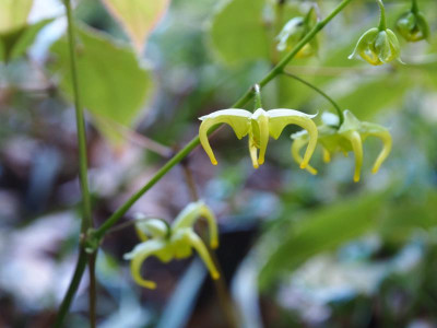 Epimedium franchetii 'Brimstone Butterfly' P4270434.JPG