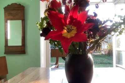 unbekannte rote tulpe.jpg