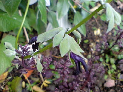 schwarzer_salbei_im_nov_bluhend.jpg