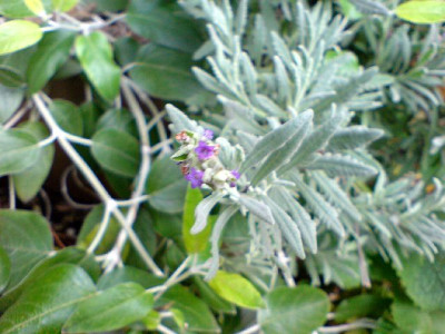 lavendel_bluhend_im_november_07.jpg
