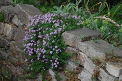 DSC_7202.JPG