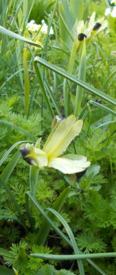 DSCN2826_Iris_tuberosa.jpg