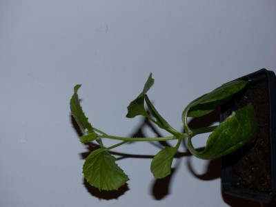 P1150331.JPG