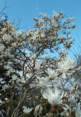 DSCN2827_Magnolie.jpg