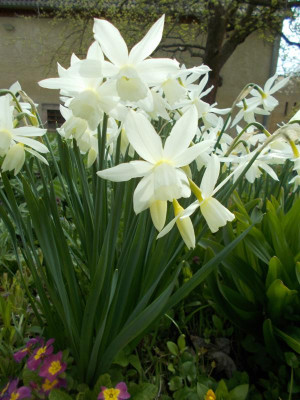 DSCN2824_Narcissus_triandrus_Thalia.jpg