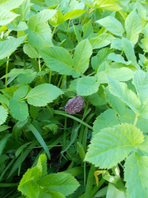 DSCN2825_Fritillaria_Aegopodium.jpg